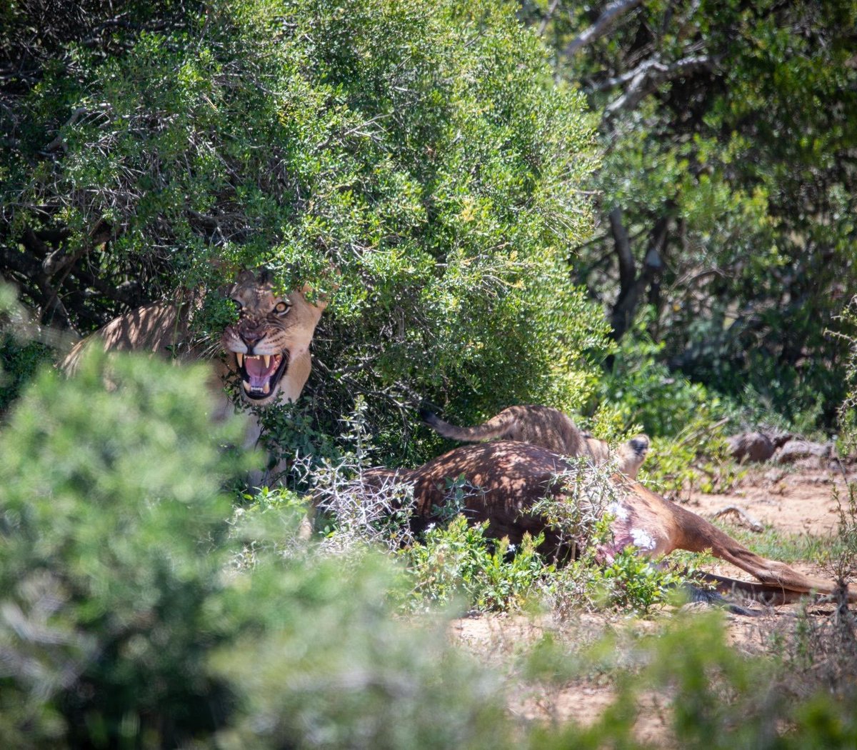 SANParks's tweet image. Feeding time in Addo. 🦁 
__
📷 Luisa M Vink 📍#AddoElephantNationalPark #LiveYourWild #WildBackyard #nature #lion