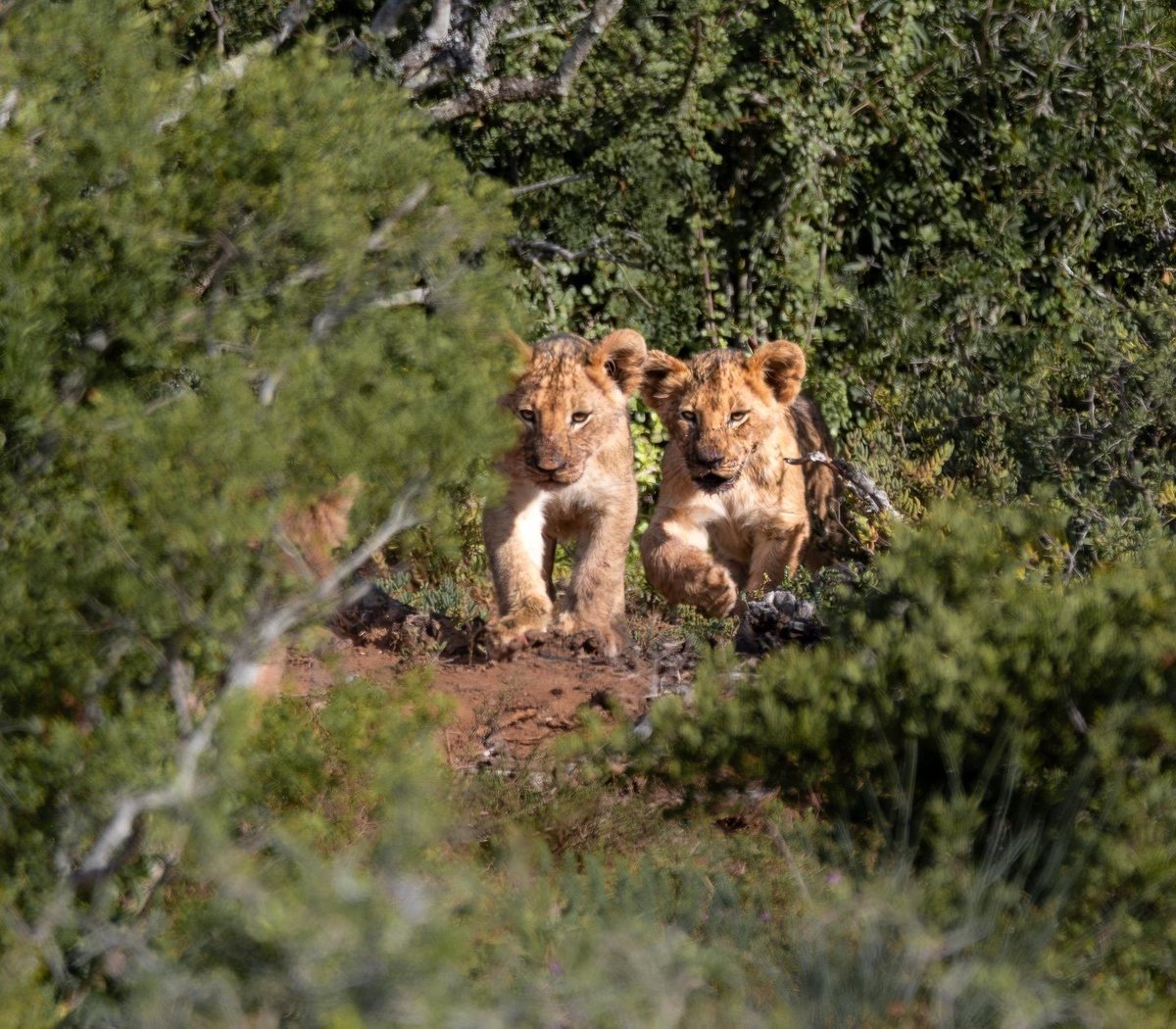 SANParks's tweet image. Feeding time in Addo. 🦁 
__
📷 Luisa M Vink 📍#AddoElephantNationalPark #LiveYourWild #WildBackyard #nature #lion