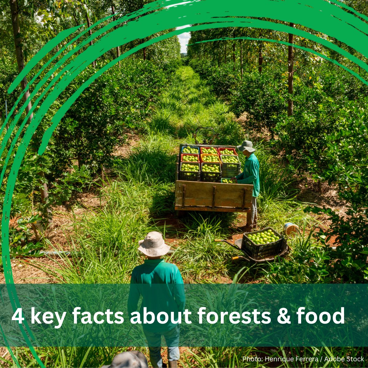 WorldBankGroup's tweet photo. Did you know forests support 33M+ jobs and feed billions? 

Read more: https://t.co/3t5dYYOMpW https://t.co/4lTFn1yQUE