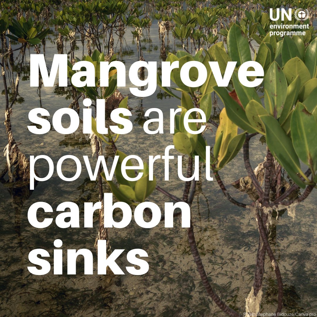 Protecting mangroves is a crucial step to lower planet-warming carbon emissions.

These ecosystems store up to 1,000 tonnes of carbon per hectare in their biomass and soils.

More info on the many benefits of mangroves: bit.ly/3KMibE0