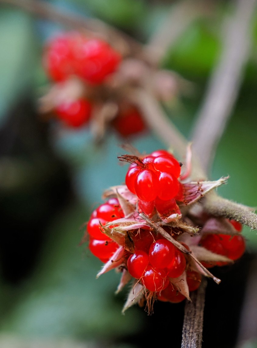 年を越すと山の中が色彩を失ったかの様にひっそりとしています　
そんな中フユイチゴのプリプリした粒が艷やかに「美味そうだろう」とアピールしていました
明日は福岡も雪の予報です