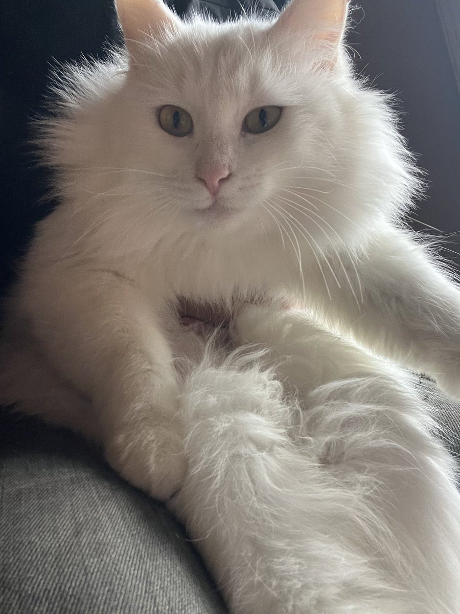 長毛にもいろんなパターンがあるんだなぁ😌