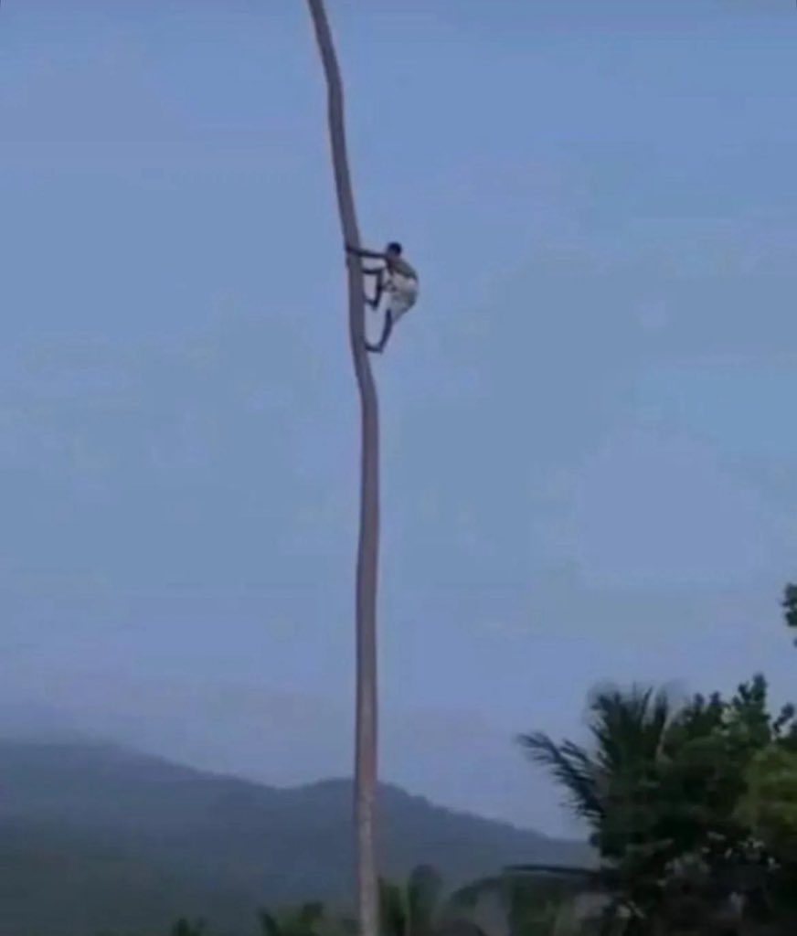 Me in a tree exactly next to the ballot box because they didn’t specify whether the 20 meters should be vertical or horizontal: