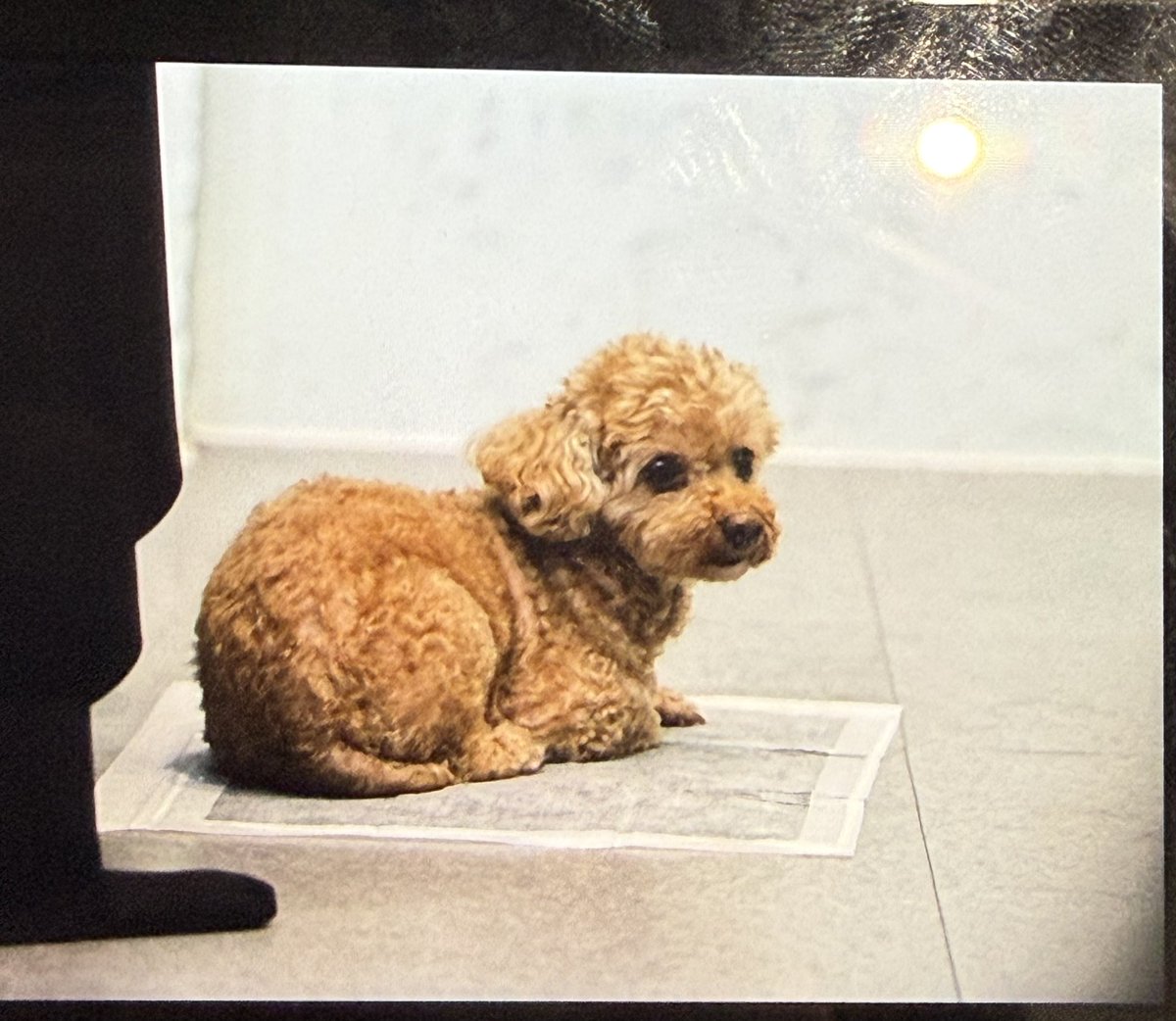 __0208__wh's tweet photo. 260110 아가 팬싸인회

아가 오늘 컨디션 최고💗💗💗
#이아가
#아가
#이성열 https://t.co/GwlMCo0yHa