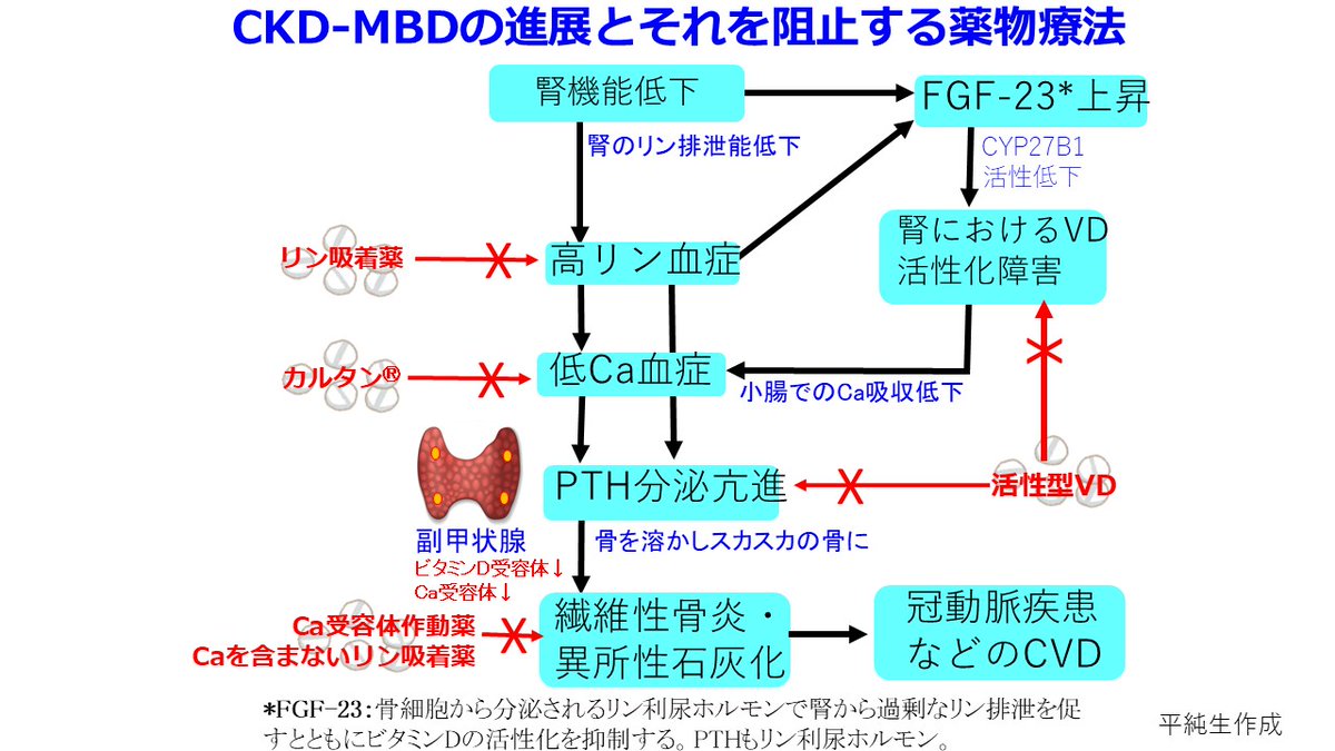 Jun_Hirosena's tweet photo. 非透析日にアダラートCRのような強力な降圧薬、透析日には降圧薬を中止してリズミックの処方はなんで？
同じ患者に降圧薬と昇圧薬が処方されたら、新人薬剤師は混乱してしまうだろうね。でも透析患者ではふつうにみられることだ。結論から言おう。透析患者の多くは血管石灰化が進行しており、脈圧の増大と強く関連しているからだ。脈圧＝収縮期血圧－拡張期血圧だけど、これは心機能の低下した後期高齢者に多いが、透析患者ではこれが若年者でも起こりやすく、心血管イベントや死亡のリスクを高める重要な要因になっている。
その原因はCKD－MBD（慢性腎臓病に伴う骨・ミネラル代謝異常）によることが多い。腎機能が低下すると、腎におけるリン排泄能が低下しリン利尿ホルモンのFGF-23の産生が亢進し、腎におけるビタミンDの活性化を障害して高リン血症・低Ca血症状態が持続する。そのためPTHの分泌が亢進して骨を溶かして血清Ca値を上げるから骨がスカスカになって線維性骨炎になり、血管では石灰化が亢進する。健常者でも内膜の石灰化は起こるが透析患者の血管石灰化は血管の中膜にヒドロキシアパタイト、つまり骨ができる（メンケベルク型の動脈硬化）。血管が骨のように硬くなるから高血圧は必発！これを防ぐにはPTHが上がらないようにリン・Caのコントロール、そしてPTHをオルケディアⓇのようなCa受容体作動薬（カルシミメティクス）と活性型ビタミンD（VD受容体作動薬）によって下げるけど、これらの治療がうまくいっていない方は動脈の弾力性が全く失われる。だから心収縮によって生じた圧を動脈が吸収しきれない（血管進展性が不良になっている）から収縮期血圧は非常に高くなるが、その結果、拡張期血圧は低くなって脈圧が増大する。透析中に体外循環・除水によって循環血漿量が減少すると血管コンプライアンスが低いので、一転して著明な低血圧になる。低血圧ショックにならないよう、昇圧薬を投与せざるを得なくなるんだ。CKD－MBDの新ガイドライン2025ではPとCa管理はPTH管理より優先し、Ca 9.5未満、P 5.5mg/dL未満と厳しくなったことも知っておこう。