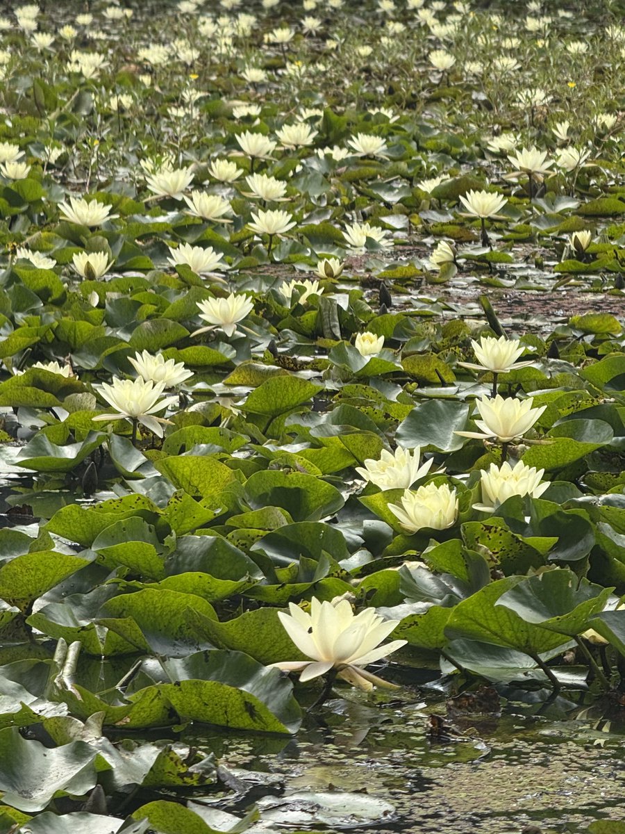 Something Inspired tweet media