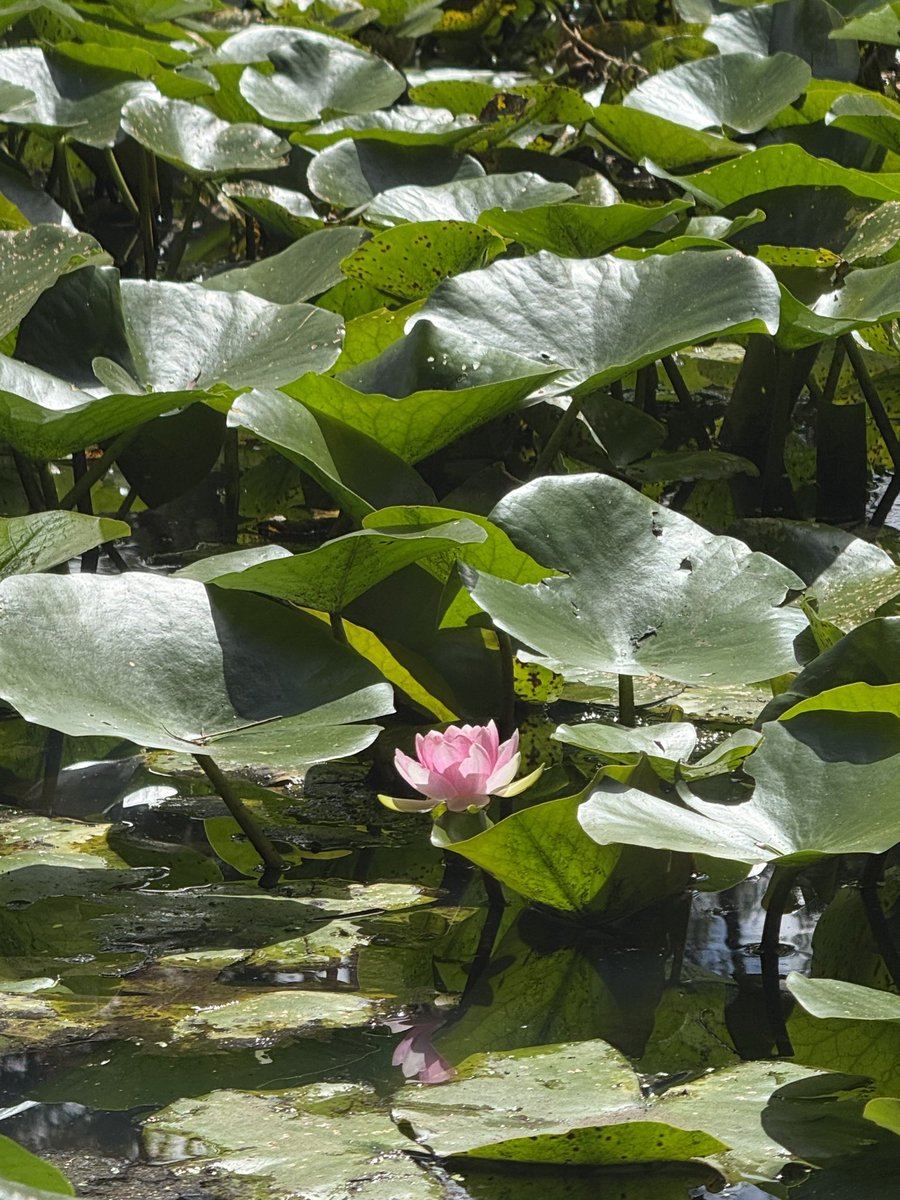 Something Inspired tweet media