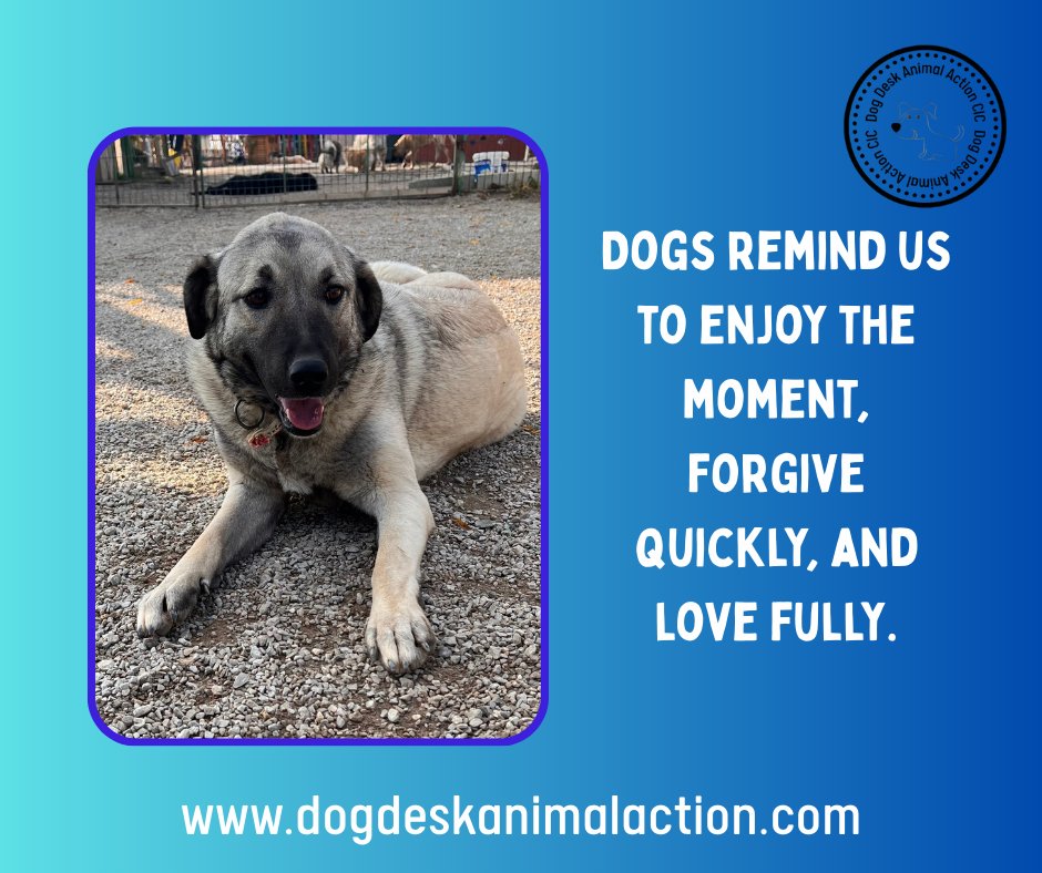 DogDeskAction's tweet image. Life feels lighter when we stop rushing and start noticing.

Live in the moment, and let the small things matter 🤍
#LiveInTheMoment #SimpleJoy #MindfulLiving