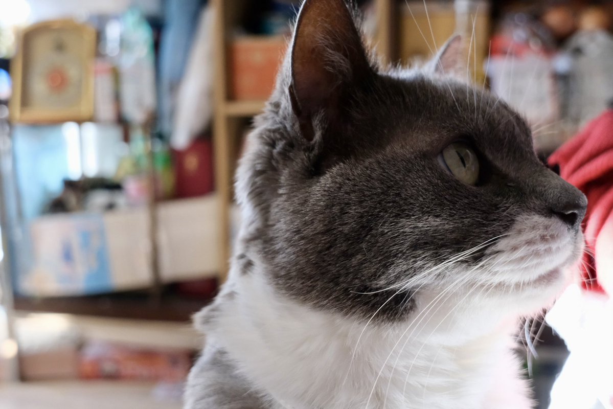 Post by Azukimochi25@VRC on X: にゃん