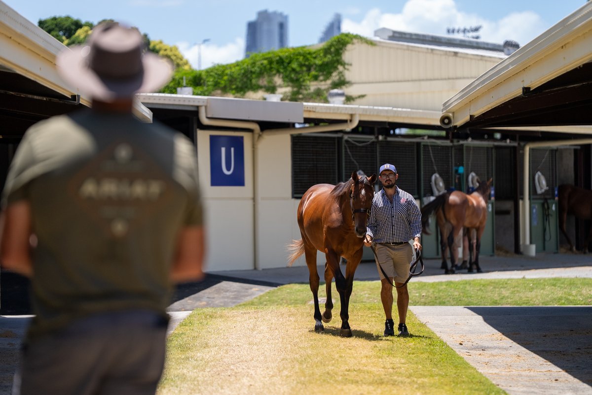 Arrowfield Stud tweet media