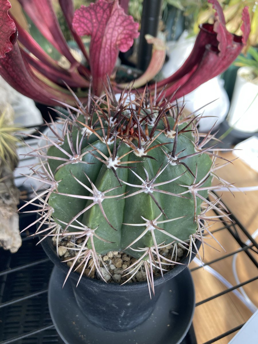 utinoneko4sai's tweet photo. じゃこはサボテンも好き😊
#Melocactus
#Matanzanus https://t.co/jUBHx9Hmkc