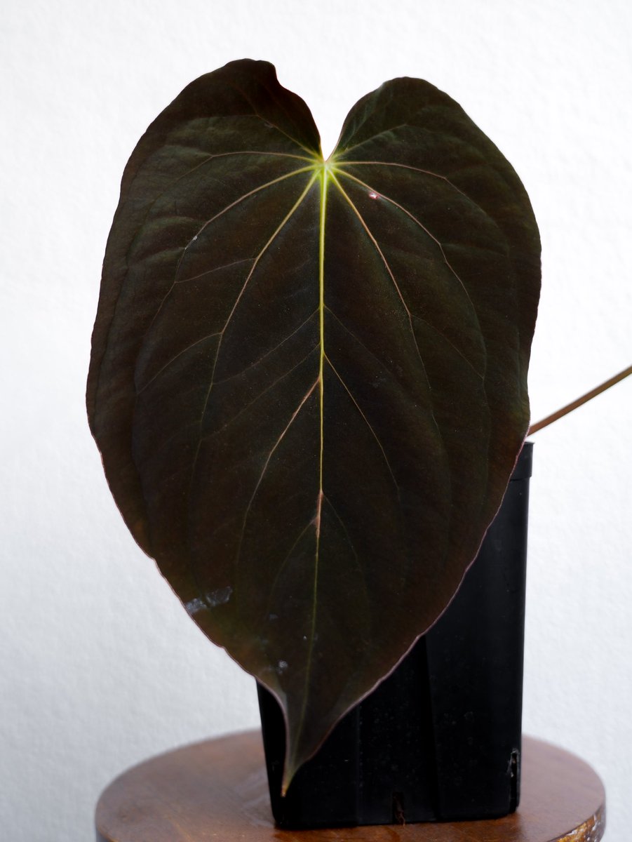 acus_forest's tweet photo. 🖤Anthurium antolakii【RA10】🖤 https://t.co/dWcoAfbsxp