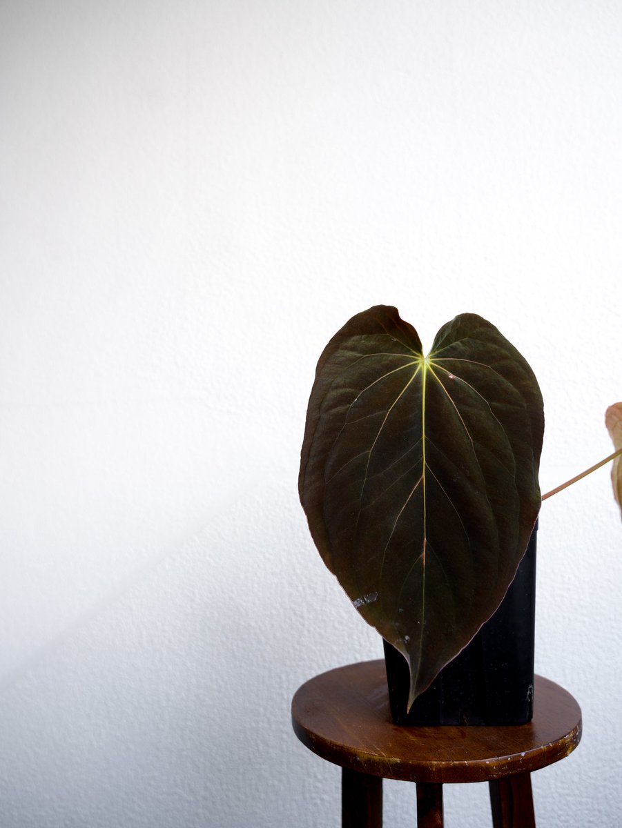 acus_forest's tweet photo. 🖤Anthurium antolakii【RA10】🖤 https://t.co/dWcoAfbsxp