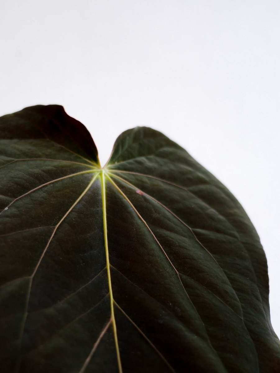 acus_forest's tweet photo. 🖤Anthurium antolakii【RA10】🖤 https://t.co/dWcoAfbsxp