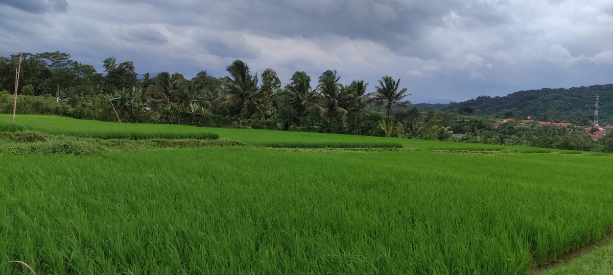 melon7494's tweet image. Pas di tanya gawe naon?
Lah aing jawab kan teu gawe, sugan teh rek mere pagawean, sia teh ngan nanya hungkul jiga wartawan