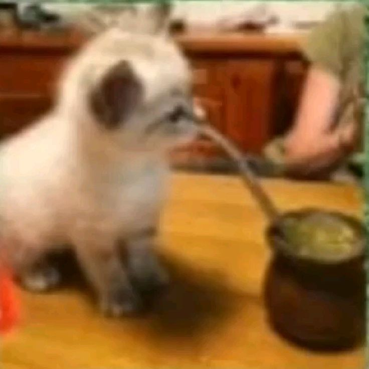 Baraa🐱 (@braauwu) on Twitter photo 