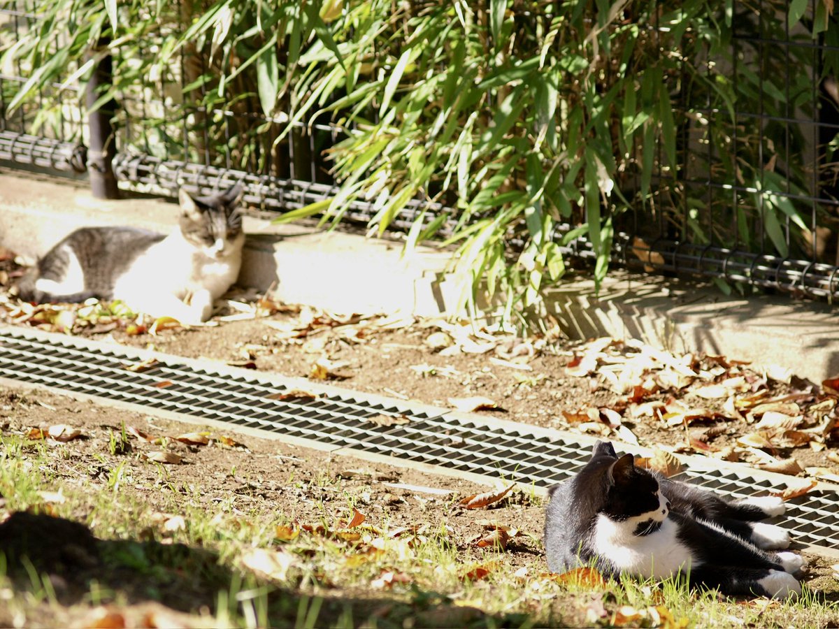 今日も1日お疲れ様ですฅ(*ΦωΦ*) ฅ

#猫写真 
#僕らの居場所は言わにゃいで