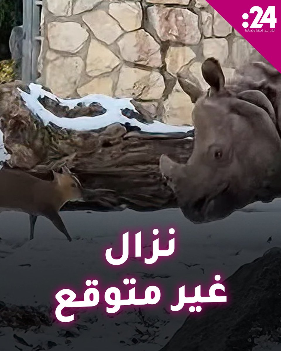 الحجم ليس مقياساً للقوة! غزال صغير من نوع "مونتجاك صيني" يلقن وحيد قرن يزن 1.7 طن درساً في الشجاعة 