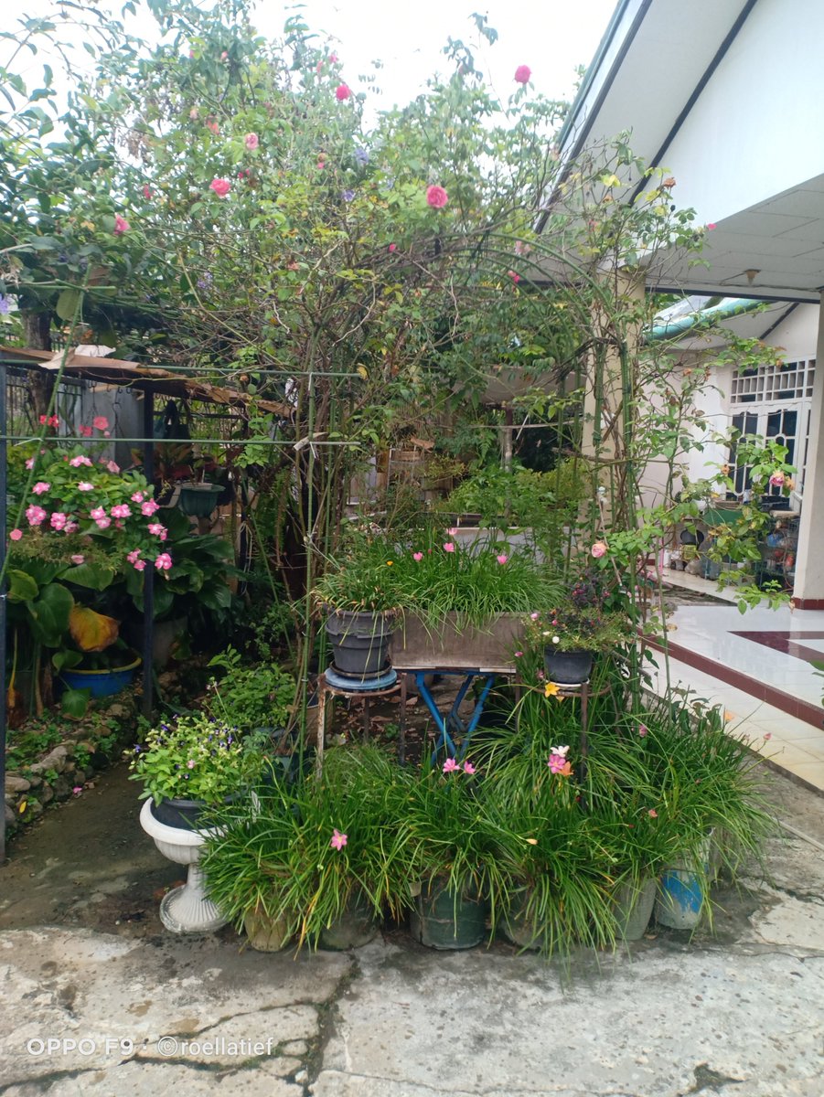Rose Arch/Tunnel (2), sebuah utas

Rose Arch ini saya buat di halaman depan akhir tahun 2021 kemarin, sdh 4 tahun. Bahannya sama dgn Rose Arch di halaman belakang.
Mawarnya tanam di pot/planter bag &amp; ditempatkan di kedua sisinya.
x.com/i/status/19797…

Rose Arch, 2021-2026