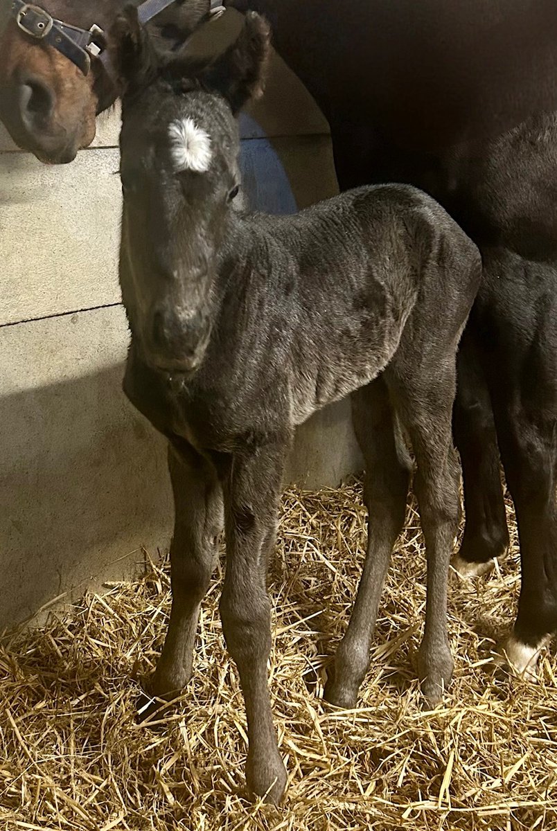 rpbloodstock tweet picture