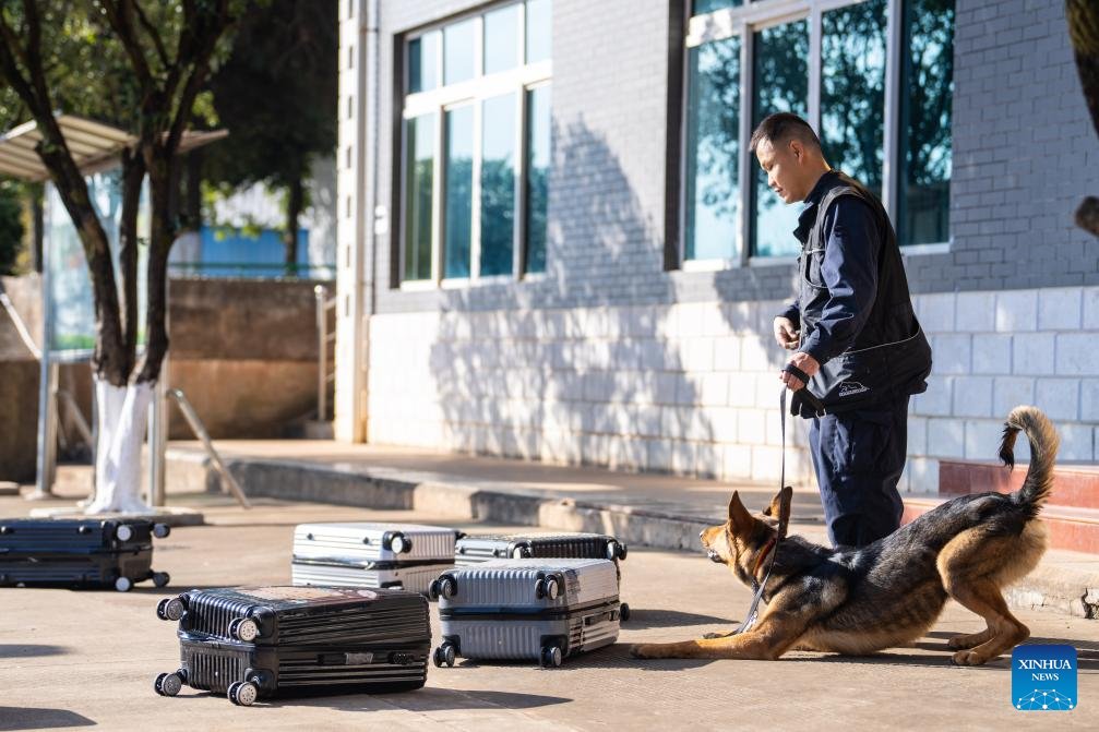 PuebloEnLnea's tweet image. #Perro de Kunming, una raza única desarrollada por la base de perros policía de #Kunming del Ministerio de Seguridad Pública
spanish.peopledaily.com.cn/n3/2026/0110/c…