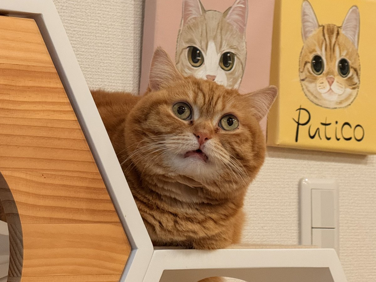 フレーメンぷてぃこ