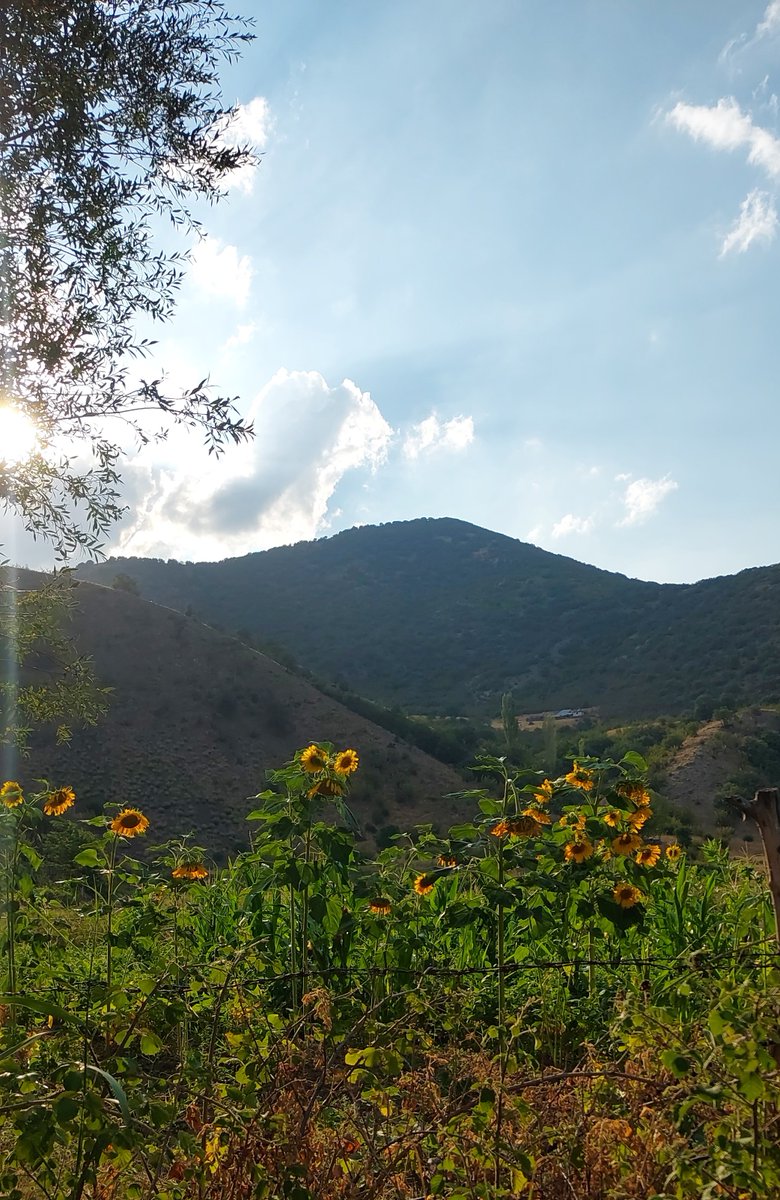 Günaydın
Geceleri sevsem de, gündüzlerin de güzelliklerini kaçırmamalı 🌻