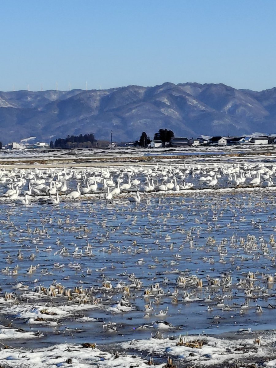 もー🐮
空あおく
赤べこはえる
冬のそら🖌
快晴☀旦那実家へ除雪出動30㎝🚙💨途中...
－8℃外の樹氷は圧巻✴
白鳥の大群🦢
～冬の景色かな🖌～🤣