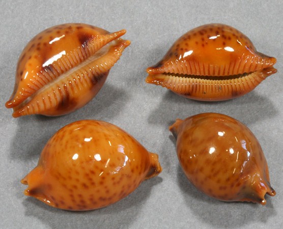 メノウチドリダカラ といいます(^O^) #貝 #貝殻 #標本 #コレクション