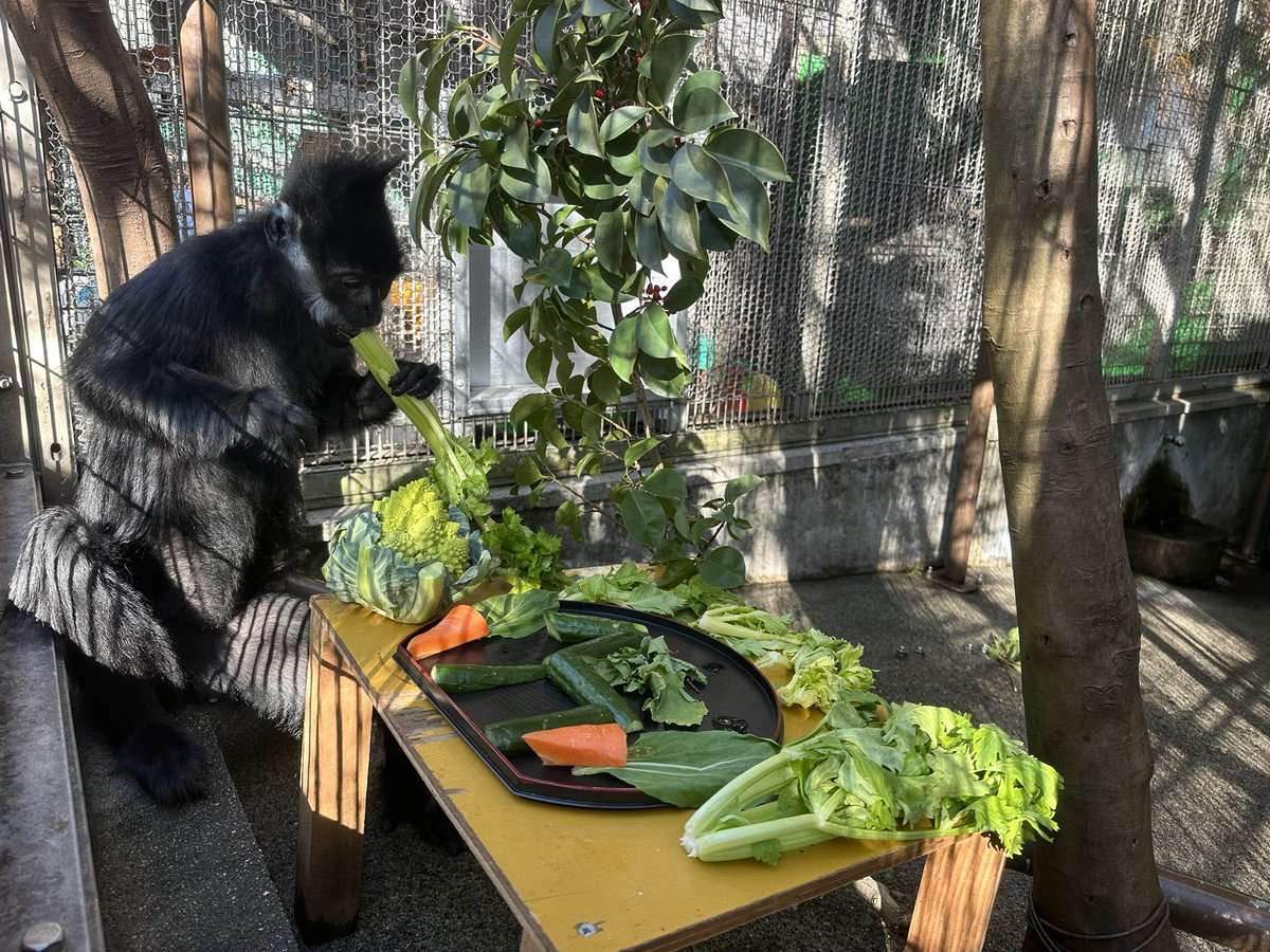 本日のサルおせちはアジア館！ フランソワルトンにはきゅうりで作った