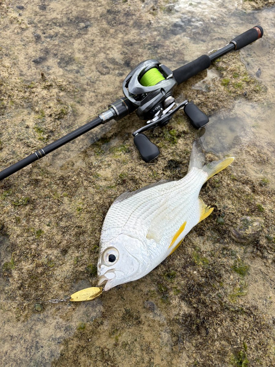 PIERSPORTS1's tweet photo. 久しぶりに魚釣った
アマイユは初
メッキはチョー久しぶり⁡
⁡
#piersports
#bored
#タモナシレーシング 
#石垣島釣り https://t.co/b6tgNE0Lzp