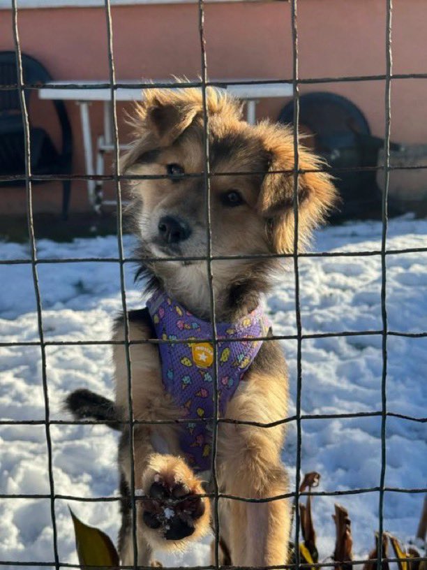 masum_gozler's tweet photo. 3 aylık dişi Bal kız adını (Molly) koyduk. Maalesef sokağa terk edilmiş Şuanda bir bahçede geçici olarak koruma altında ama bir kaç gün sonra gidecek yeri yok
Samsun'da yeni yuvasını arıyor.
0 545 374 44 26
Samsun

@zllktlr https://t.co/D52UnQolGL