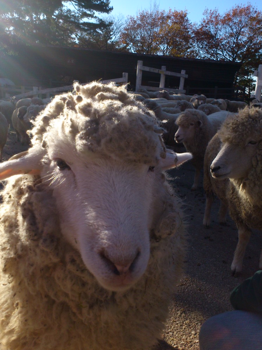 ヒツジノ/一日一羊🐏 (@ptarmigan0606) on Twitter photo 