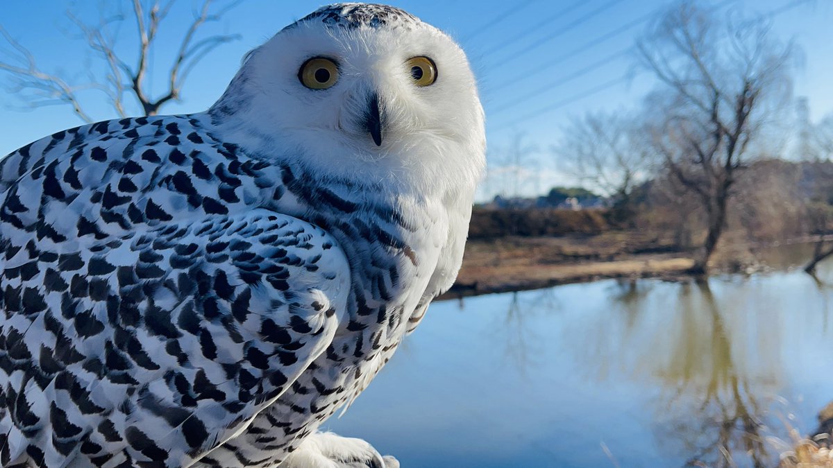 フクロウと初詣

【YouTube】
youtu.be/P-KwlY65stA?si…