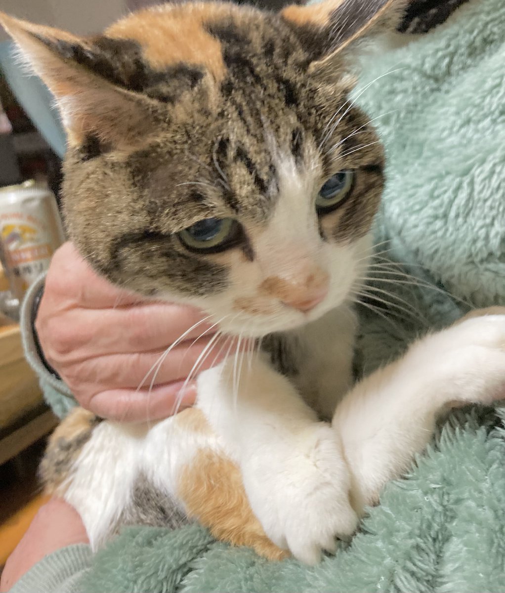 もーちゃん (@moomoo_cat_) / Posts and Replies / X