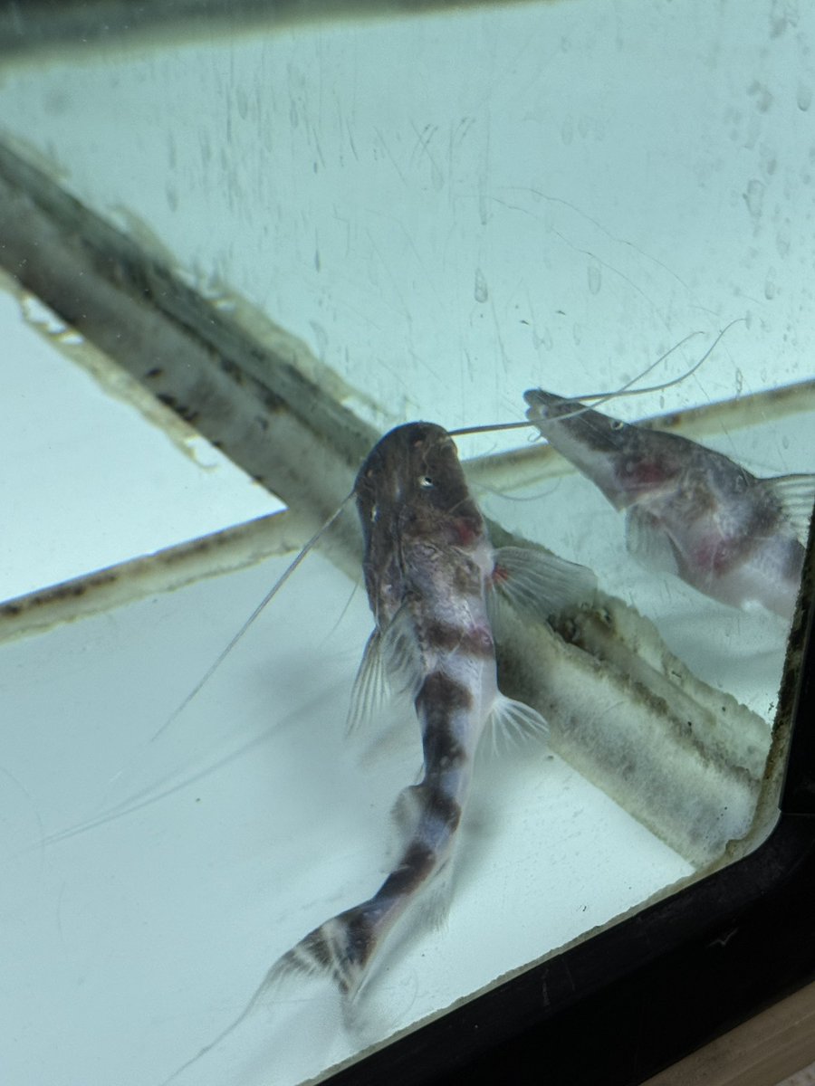 ゼブラキャット初飼育‼︎ ずっと欲しかった。初めて大きくなるナマズ系