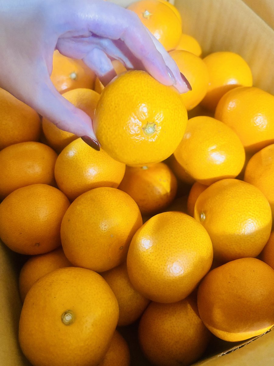 みかん☆さま確認ページ♡ ミカン様 3 みかん様 みかん様 ミカン様 ミカン様 蜜柑様 レビュー】ZX