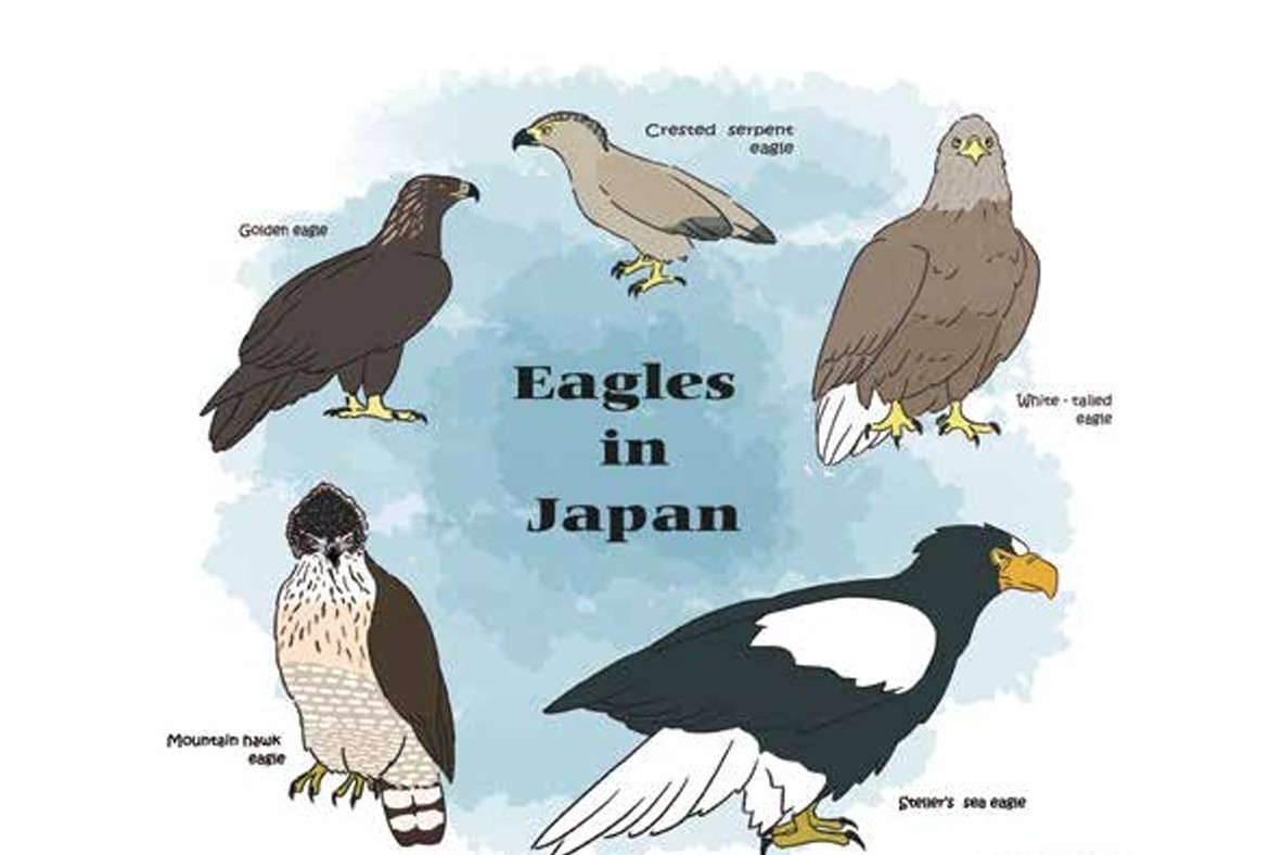 猛禽類学 猛禽類医学研究所 齊藤慶輔 (@raptor_biomed) / Posts / X