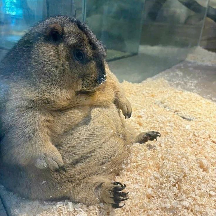 BestAcctHeal's tweet image. Chonky