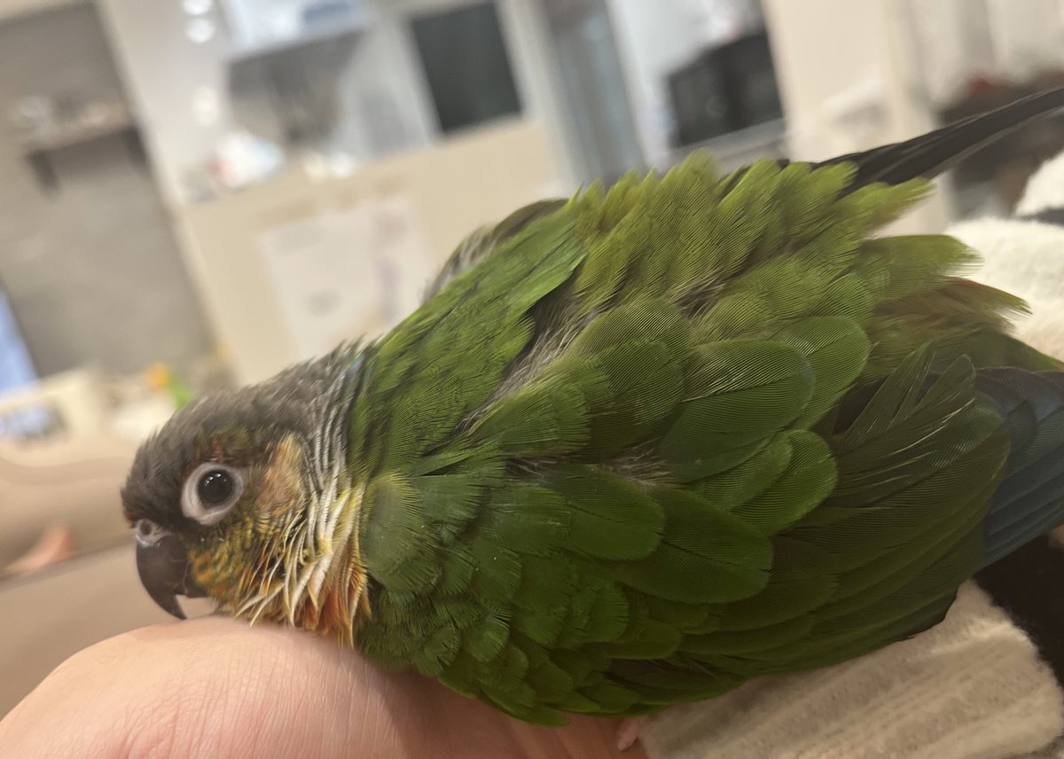 お腹と顔ペトってくっつけてくれて暖かい。

同じうろこでも茶々はこれしないなぁ