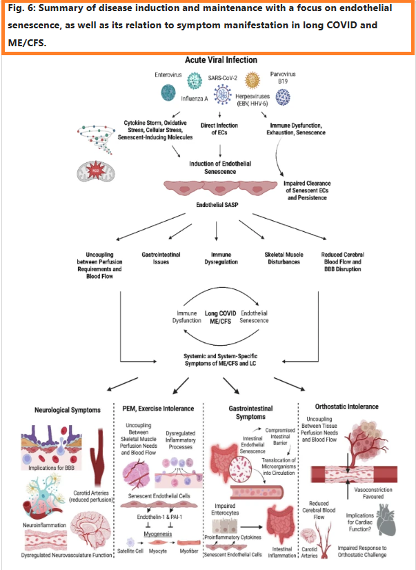 HarrySpoelstra's tweet image. Virus-induced endothelial senescence as a cause and driving factor for ME/CFS and long COVID: mediated by a dysfunctional immune system

🔥Again, EXCELLENT work from @resiapretorius  et. al 💪👇

➡️This review article proposes a combining mechanistic hypothesis for myalgic…