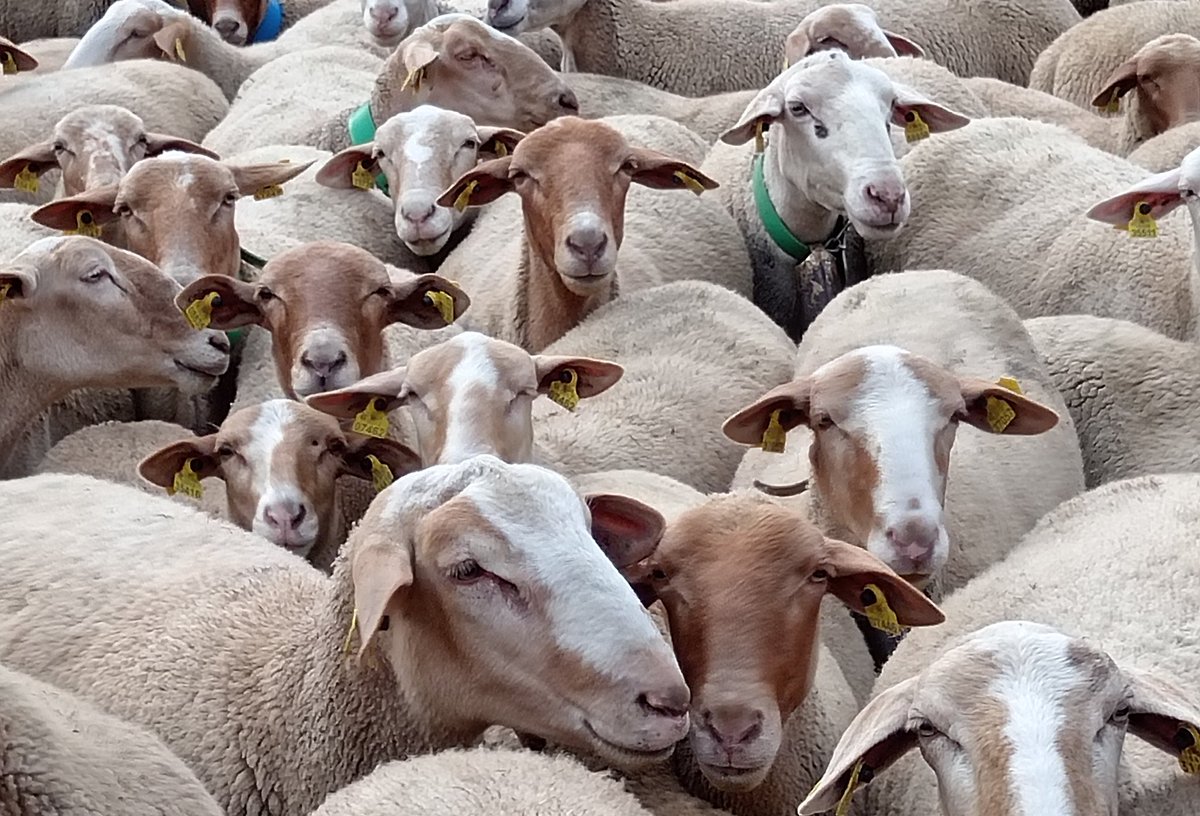 xaiecologic's tweet image. Aquestes magnífiques ovelles són una poderosa arma contra la indústria agroalimentària. 
Som molt pocs ja, però sí ens voleu ajudar a resistir, allà on compreu exigiu sempre origen de la carn i de tots els productes alimentaris.
Sí lluitem tots i junts forçarem canvis. 
Anar-hi!!