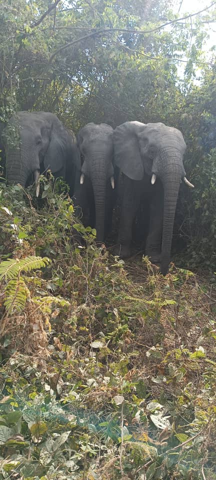 globalecof2003's tweet photo. On 8th January 2026, four (4) numbers of migratory elephants were sighted in the Illo community of Kebbi state, suspected to have come from the neighbouring Benin Republic. https://t.co/u8e3yzOIgm