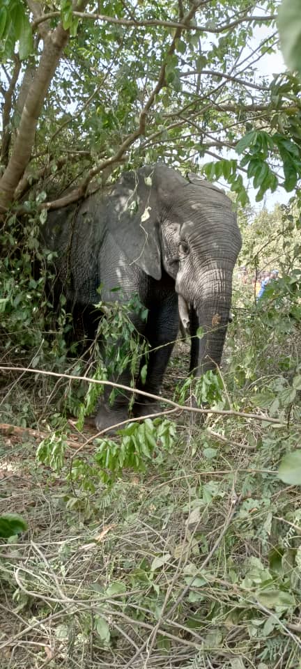 globalecof2003's tweet photo. On 8th January 2026, four (4) numbers of migratory elephants were sighted in the Illo community of Kebbi state, suspected to have come from the neighbouring Benin Republic. https://t.co/u8e3yzOIgm