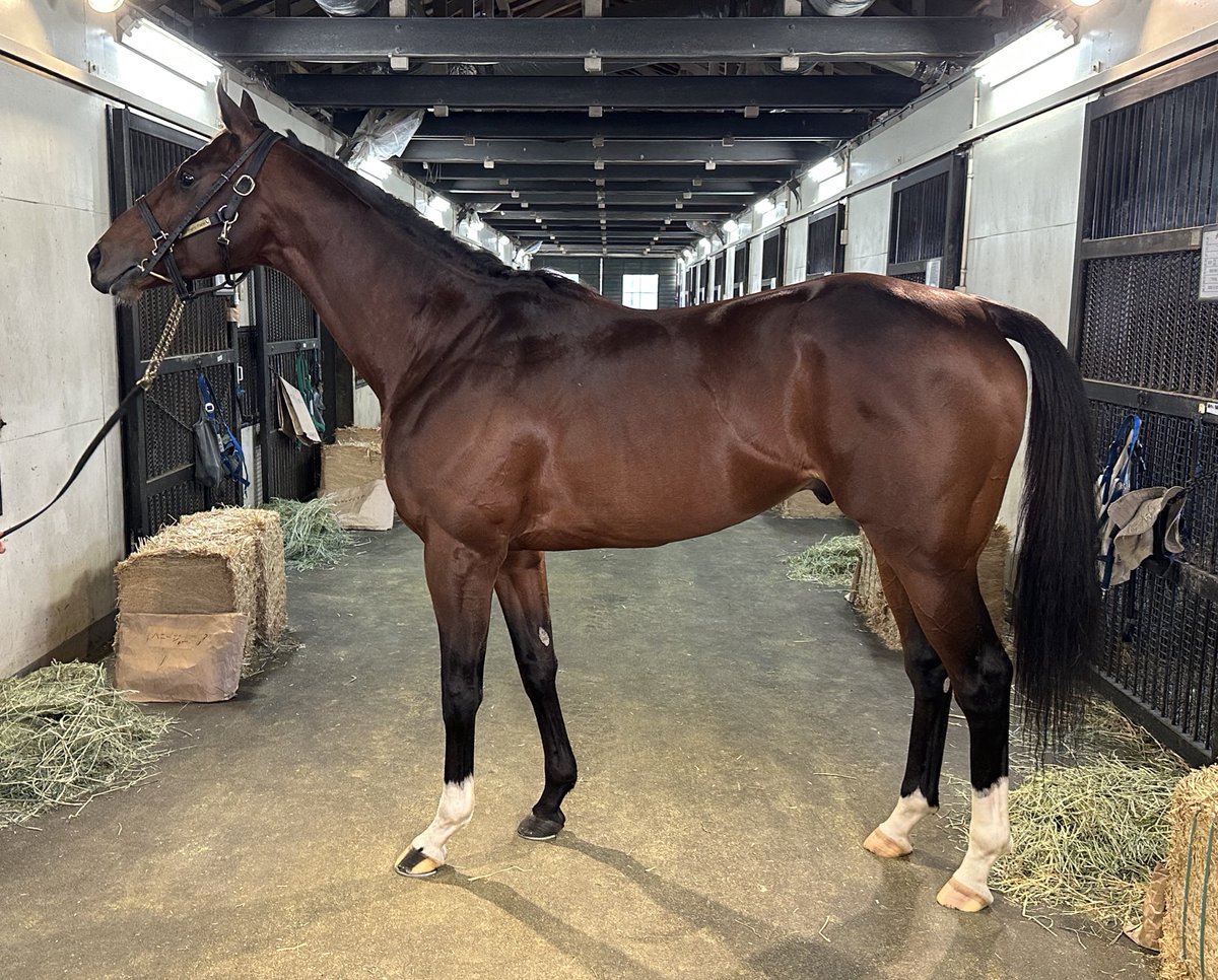 しん (@shin_mashin) / Posts / X