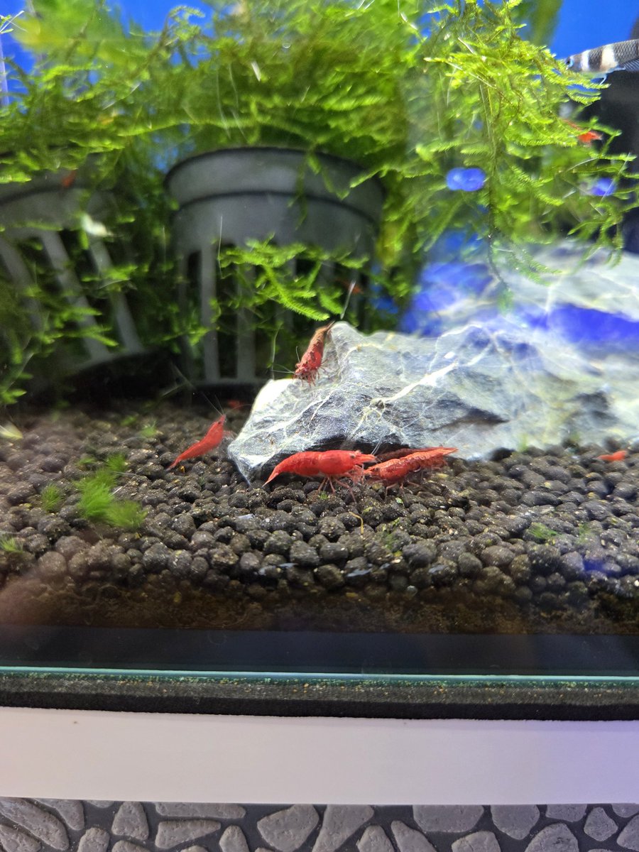 AQUAMINT5's tweet photo. 熱帯魚各種入荷しました🐠🐠🐠🐠🐠🐠🐠🐠🐠🐠🐠🐠🐠
ウーパールーパー、ゴールデンヒメツメガエルも入荷しました🦎🐸🦎🐸🦎🐸🦎🐸🦎🐸🦎
ご来店お待ちしております🙇
#アクアミント
#姫路市アクアショップ
#熱帯魚
#ウーパールーパー
#ゴールデンヒメツメガエル https://t.co/5jRBB2NGcn