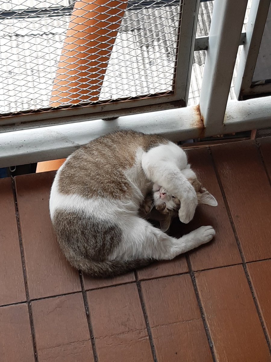 savaureen's tweet image. 😴💤