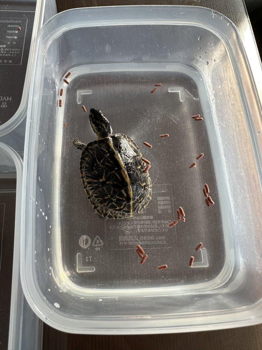 1/10(土)
朝食にカメプロスプレミアム
朝晩30粒ずつ
ちょっと食べ残す日もあるけど、ほぼ毎食完食です！
<a href="/aaaruzouuu/">あるぞう</a>  さん家の安心個体です😊

#ミズガメ
#フロリダハコガメ
#turtle
#bauri