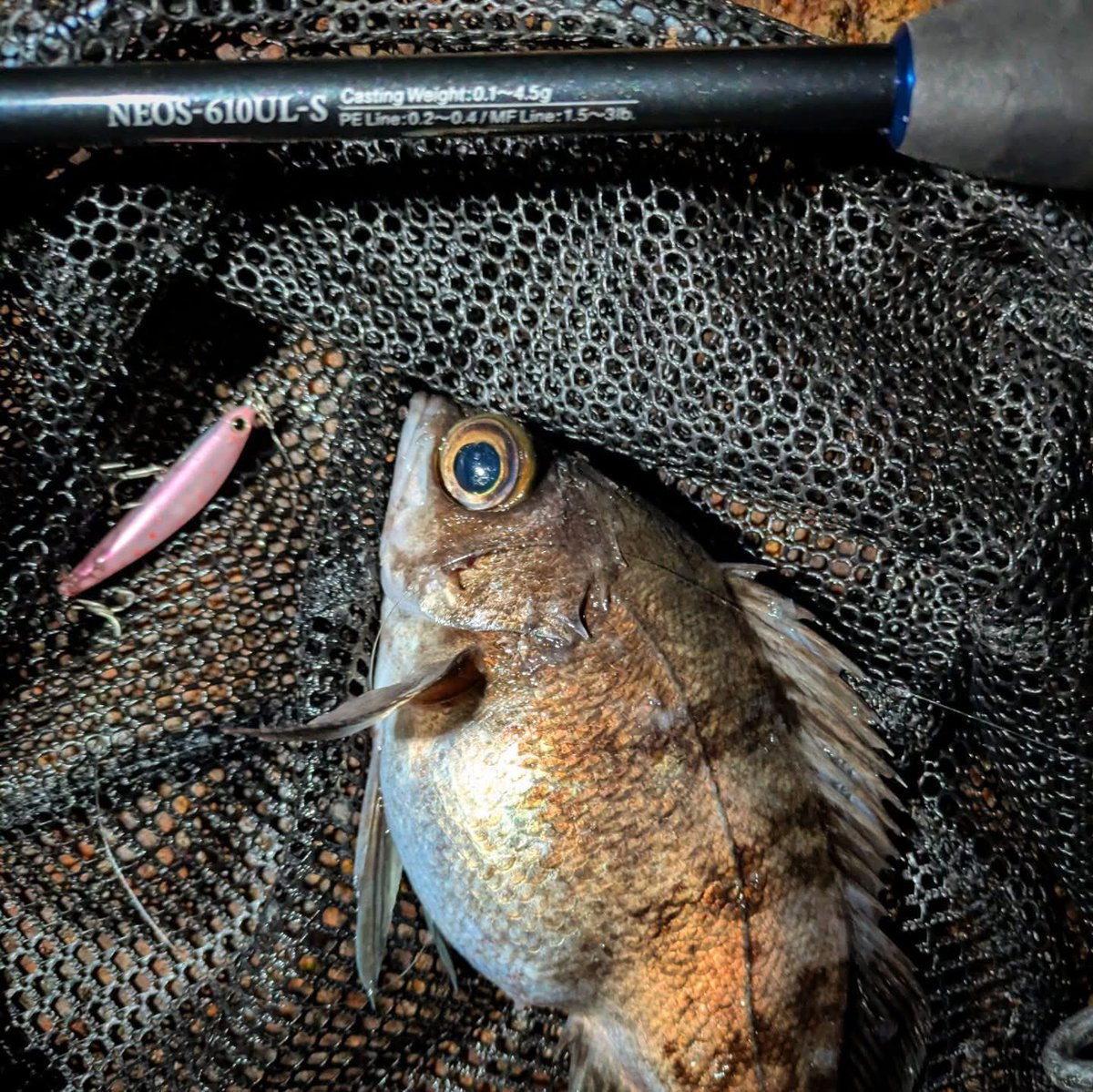 エバーグリーン【ソルト公式】 (@eg_salt) / Posts / X