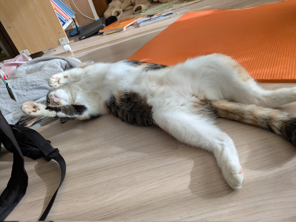 猫様は今日も平和